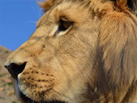 endangered animal charities|Top 17 Charities & Organisations That Help Endangered Animals.